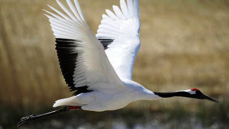 Праздник Белых Журавлей